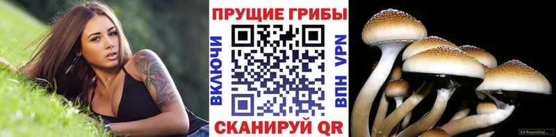 Псилоцибиновые грибы Cubensis  Лобня 